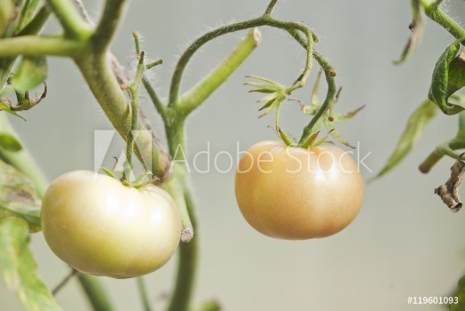 Picture of not ripe tomatoes on branches